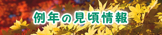 例年の見頃情報