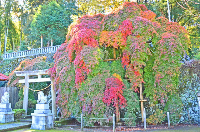 青埴神社のシダレイロハカエデの紅葉