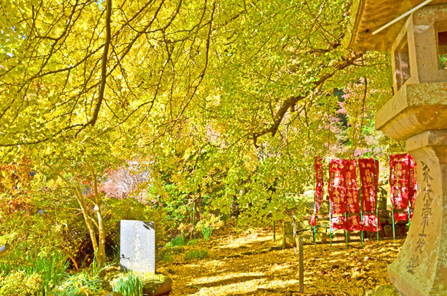 益山寺の銀杏の紅葉