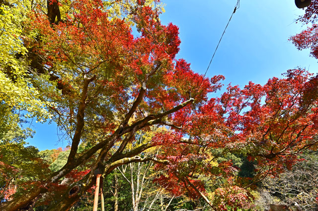 益山寺の大楓の紅葉