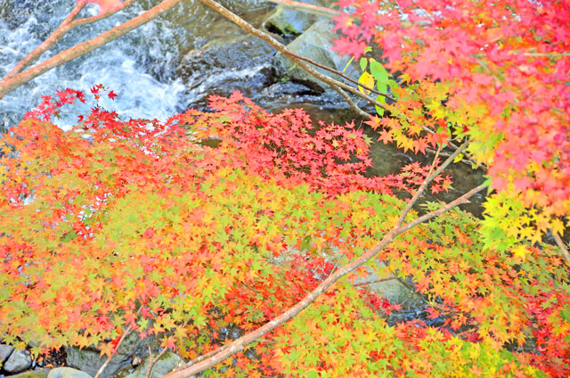 滑沢渓谷の紅葉