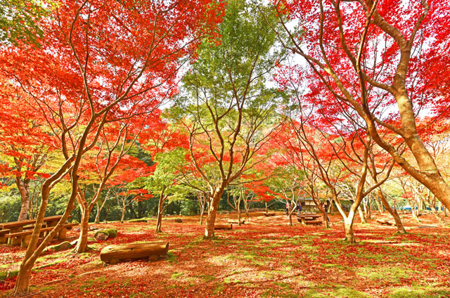昭和の森会館の紅葉