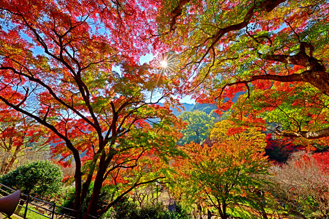 伊豆の紅葉